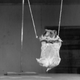 Image for article titled Strange Historic Photos Of Intelligent Animals
